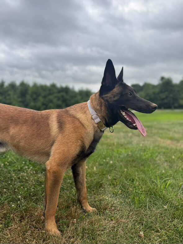 Dog Collar image 6